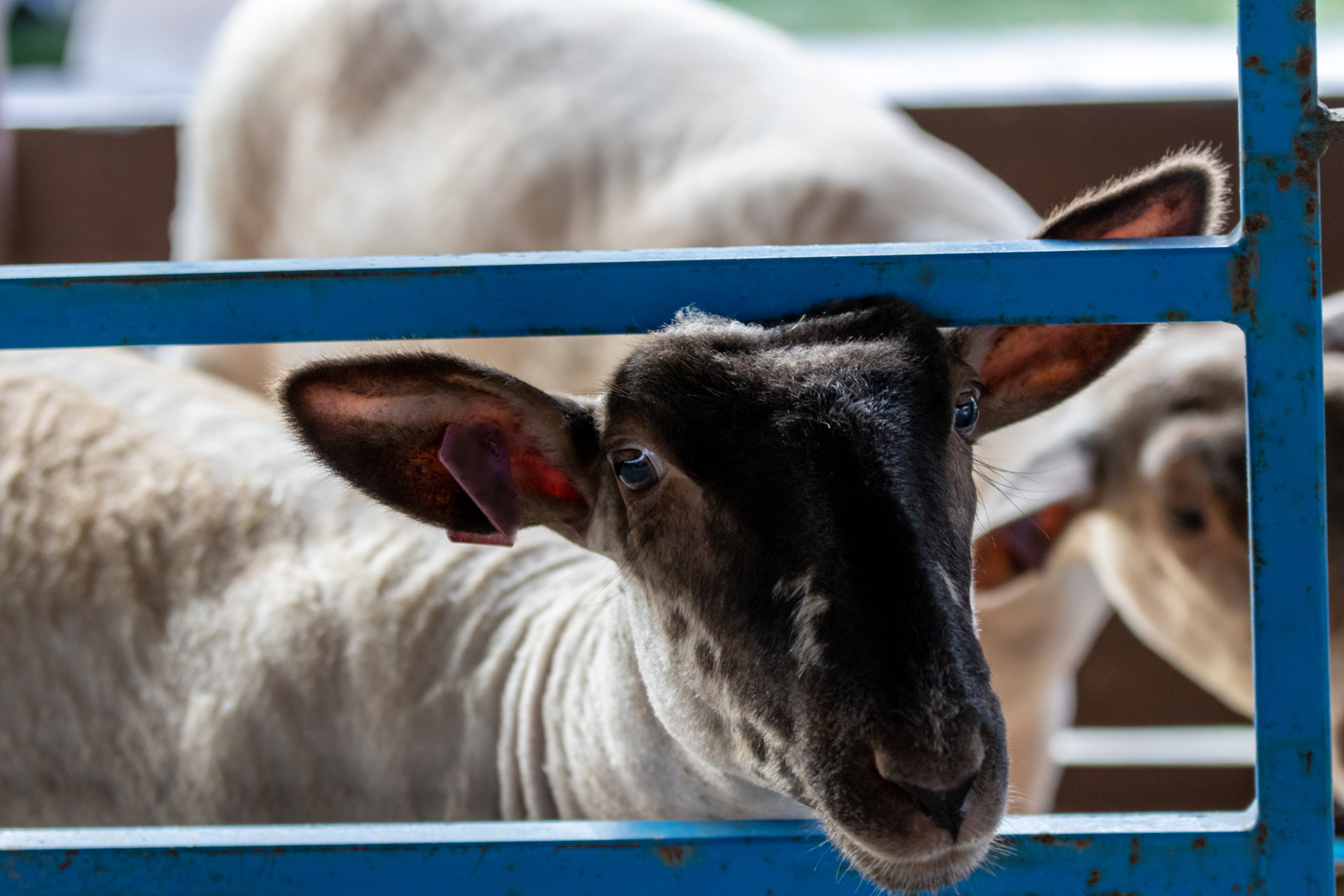 Livestock Transport Matching