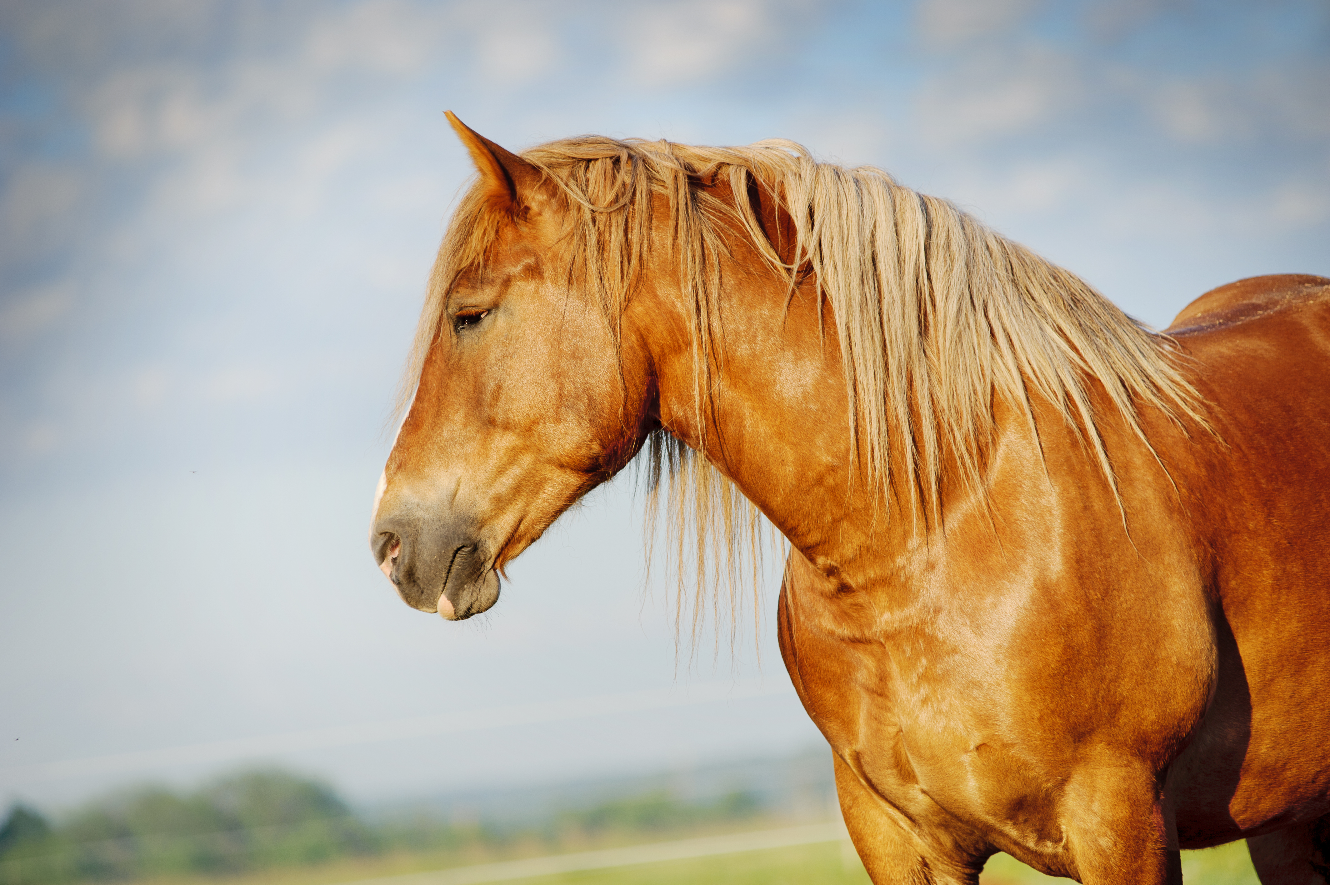 Chestnut horse in open pasture